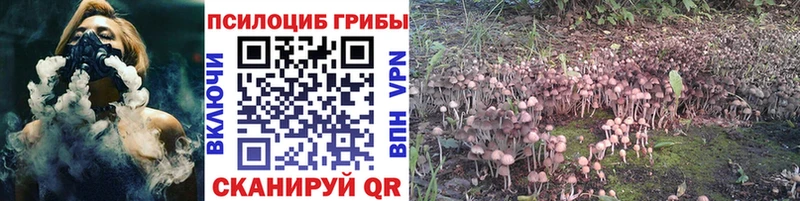Купить где Себеж Псилоцибиновые грибы GOLDEN TEACHER